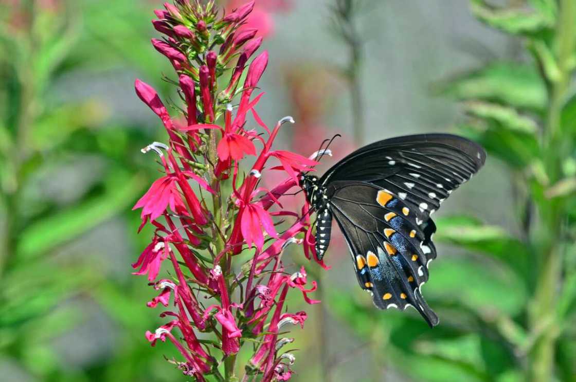 A black swallowtail on a cardinal flower A black swallowtail on a cardinal flower