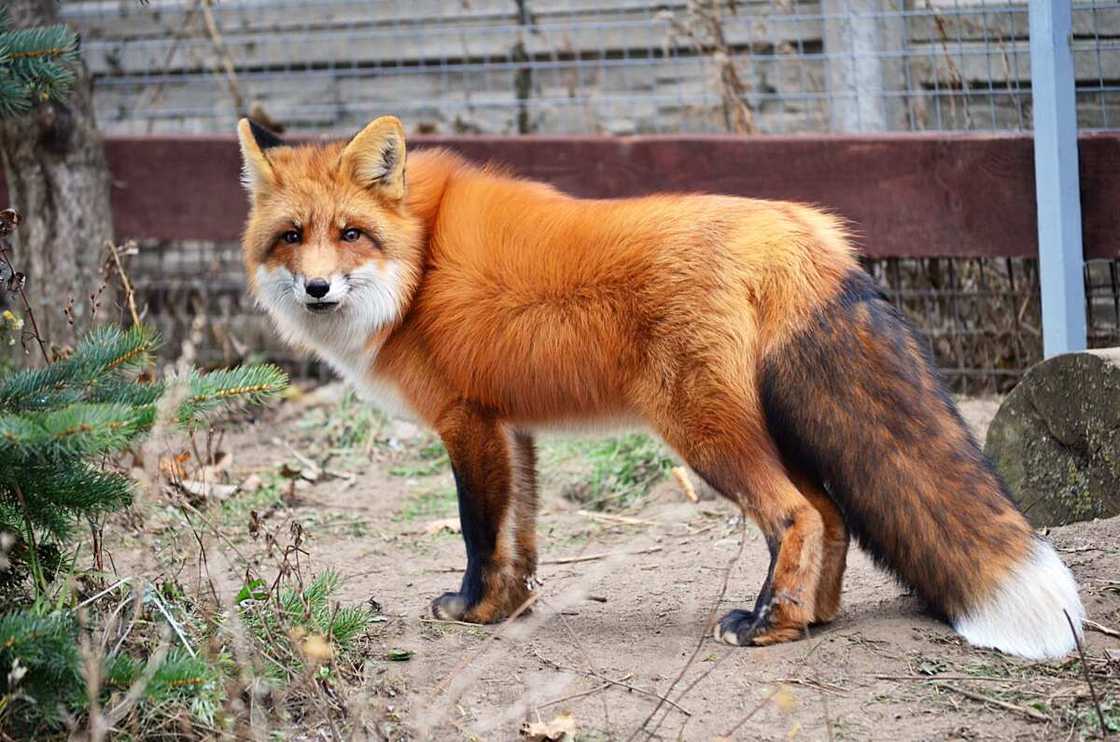 Cute fox names Cute fox names