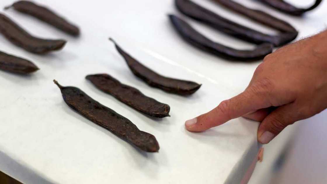 The thick brown pods of carob trees can be eaten raw or ground up to make sweet syrups, spreads, toffees and drinks The thick brown pods of carob trees can be eaten raw or ground up to make sweet syrups, spreads, toffees and drinks
