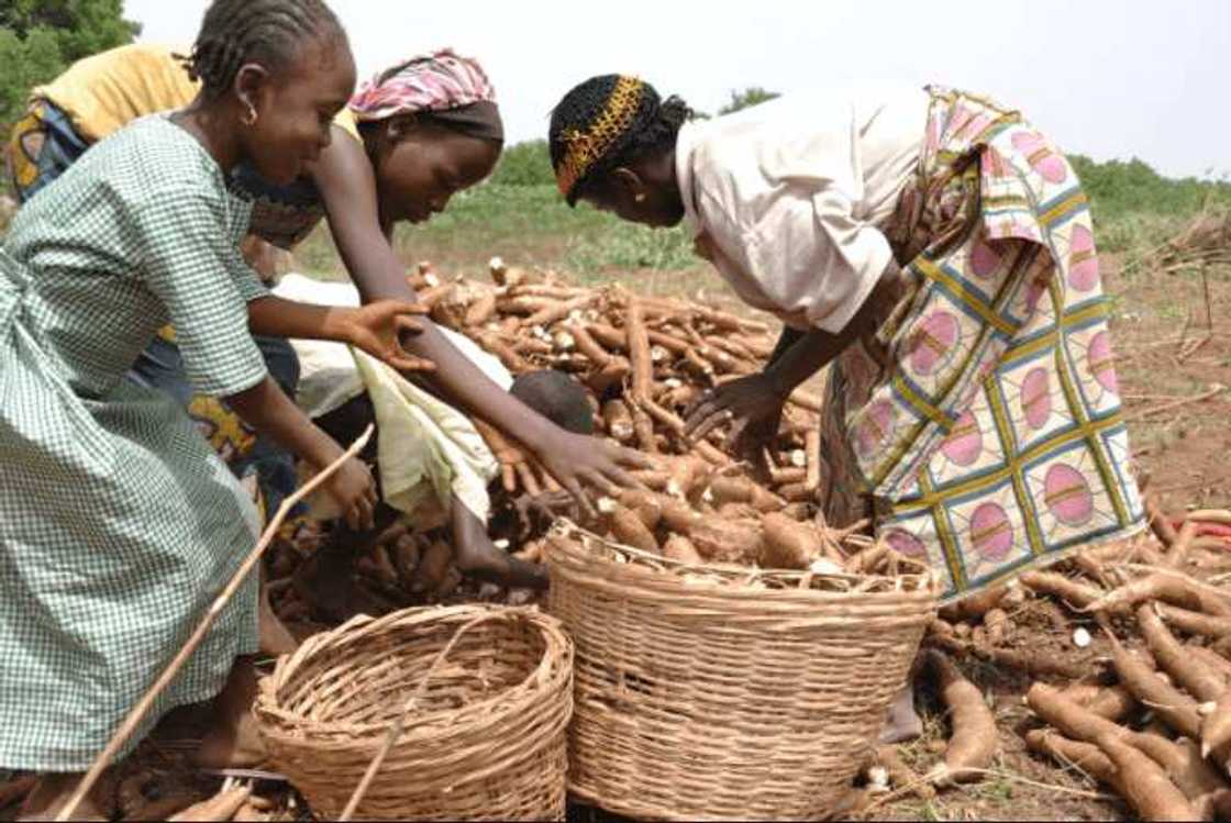 Cassava production in Nigeria Cassava production in Nigeria
