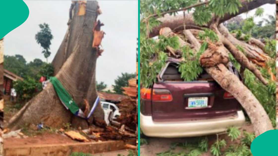 Bishiya ta fado kan fasinjoji a Enugu