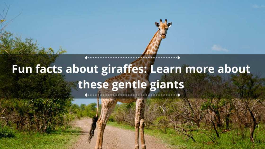20 fun facts about giraffes: Learn more about these gentle giants