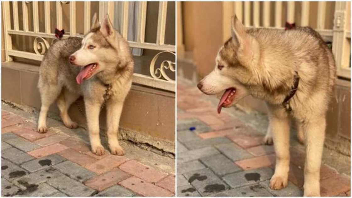 See the dog Nigerian man wants to sell for N1.1m See the dog Nigerian man wants to sell for N1.1m