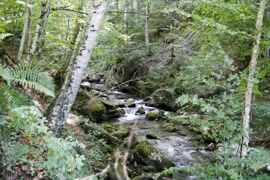 An untouched part of the riverbed of the Dosnica river in Mount Kozuf near the city of Gevgelija An untouched part of the riverbed of the Dosnica river in Mount Kozuf near the city of Gevgelija