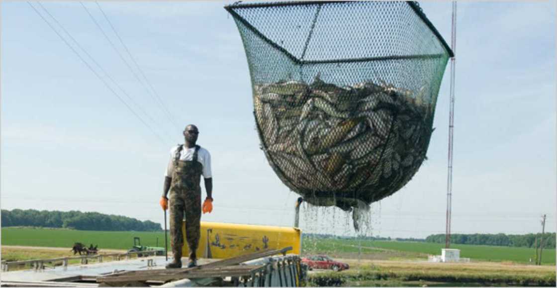 Fish farming