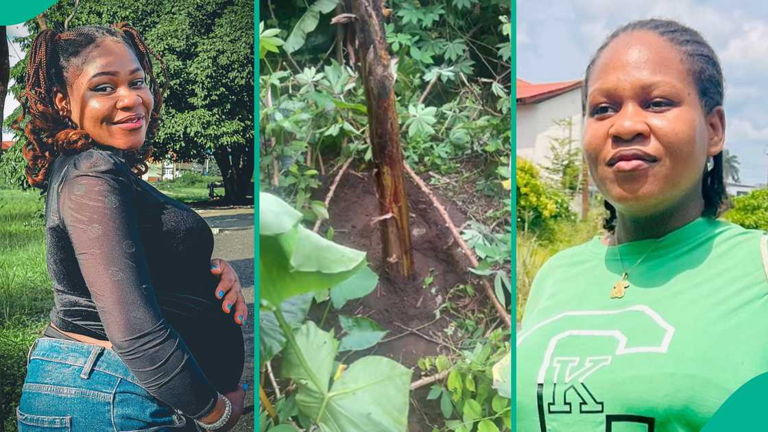 A woman who gave birth to her first child shows how her mother-in-law planted plantain with the baby’s umbilical cord.