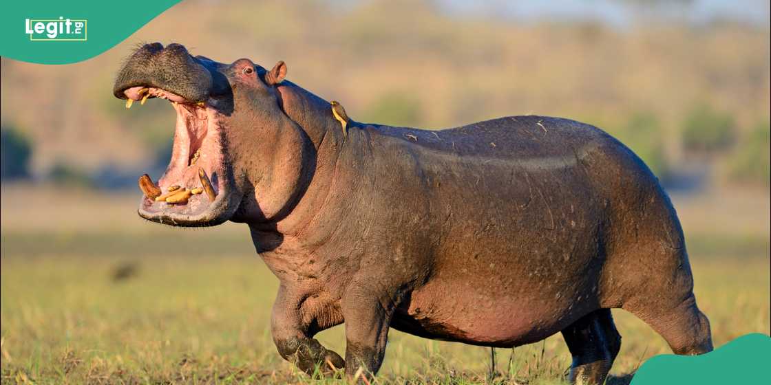 Hippopotamus Hippopotamus