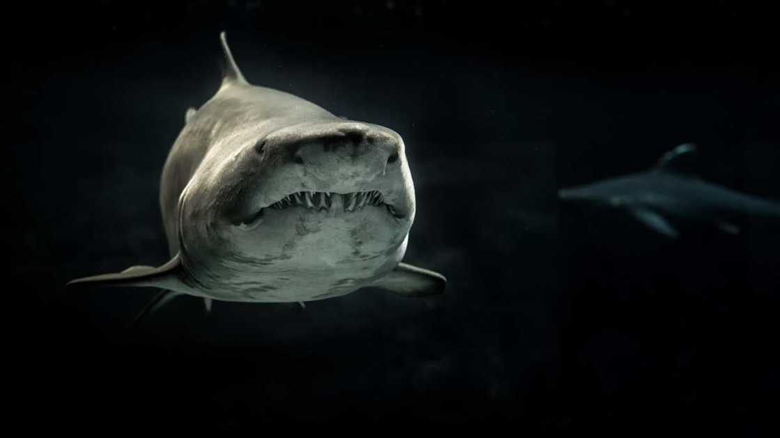 Scariest things ever Scariest things ever