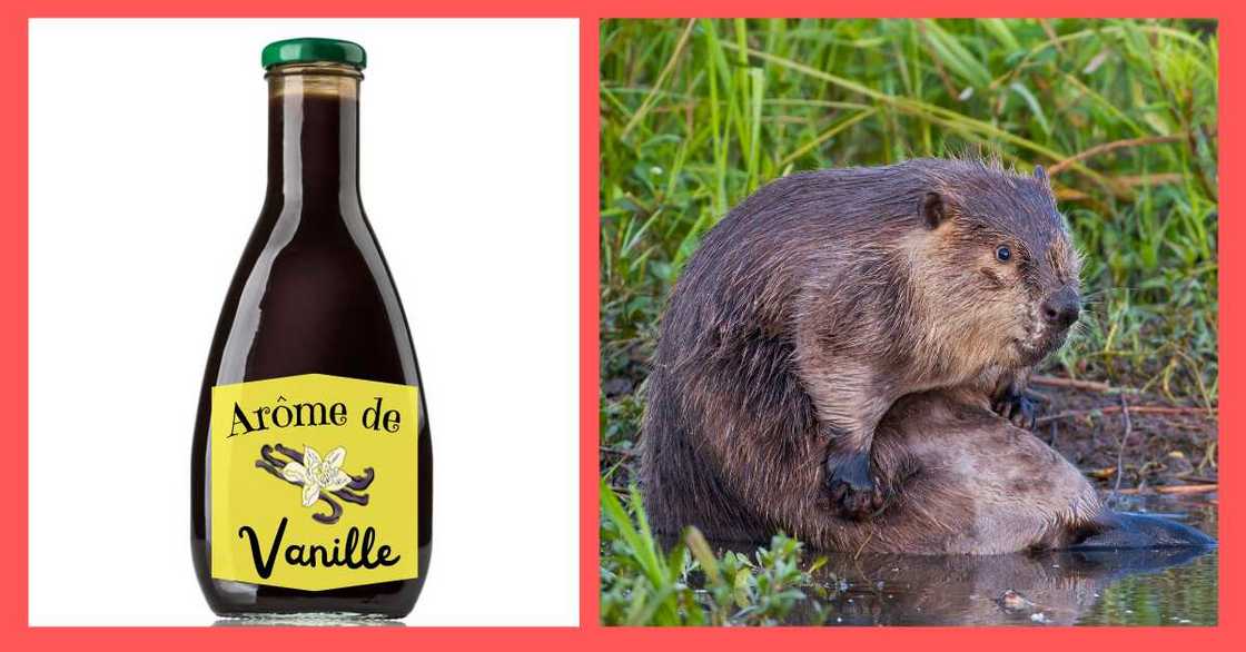 D'où vient l'arôme de vanille