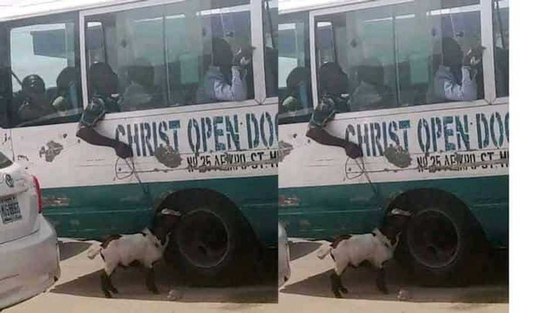 Yadda mutum ya dauko akuya a mota, yana jan ta a waje Yadda mutum ya dauko akuya a mota, yana jan ta a waje