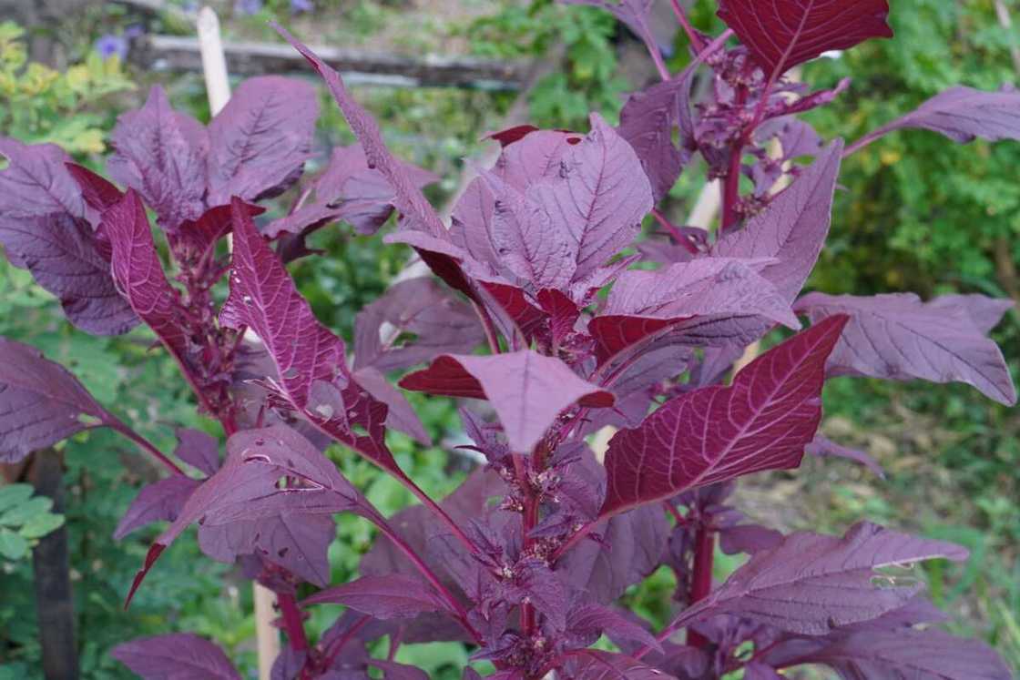 Leaves of amaranth