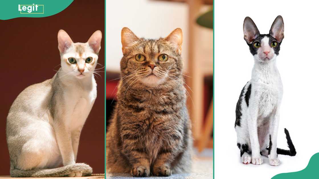 Singapura (L), Munchkin (C) and Cornish Rex (R) are one of the smallest cat breeds.