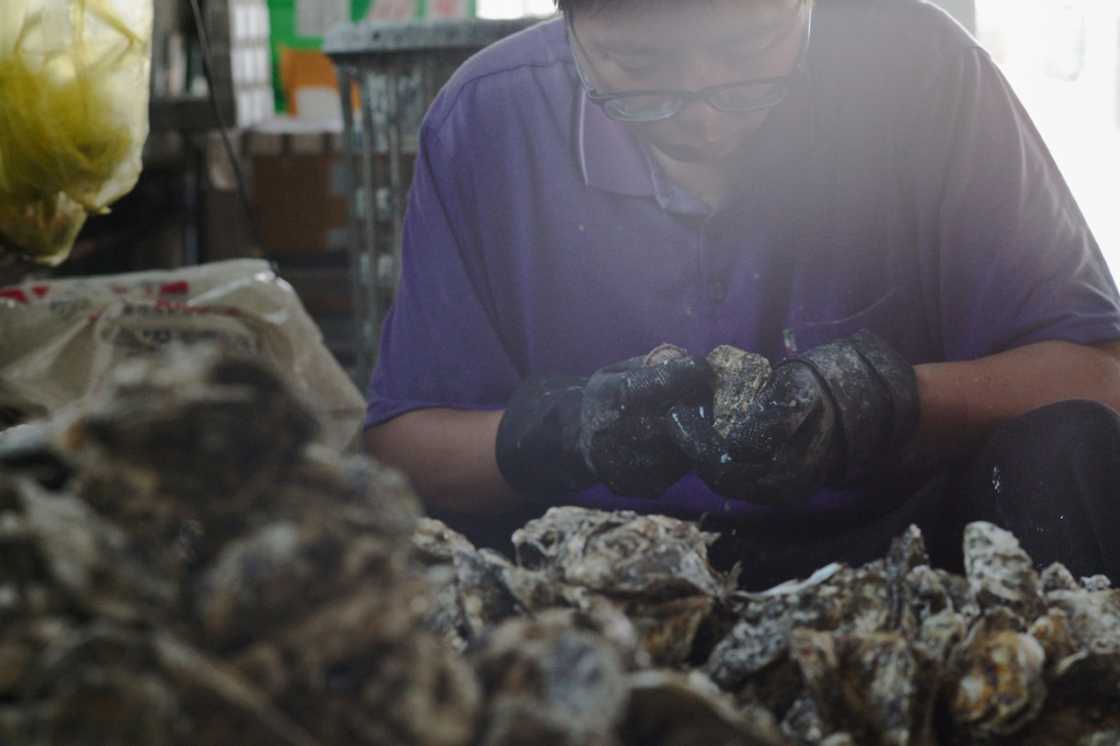 The oyster shells are ground into nano beads and combined with yarn made from recycled plastic bottles