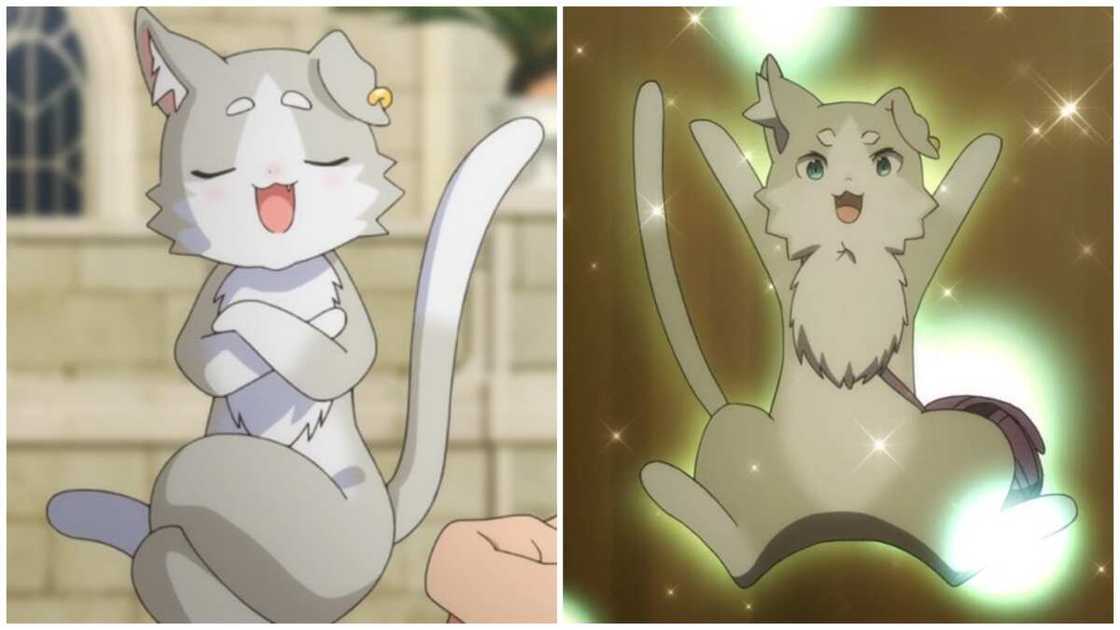 anime cat character anime cat character
