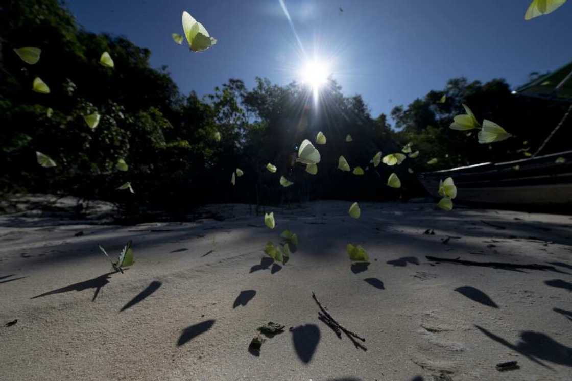 The Amazon, the largest rainforest on Earth is still largely unexplored by science but assailed by deforestation for farming, mining and illegal timber extraction The Amazon, the largest rainforest on Earth is still largely unexplored by science but assailed by deforestation for farming, mining and illegal timber extraction