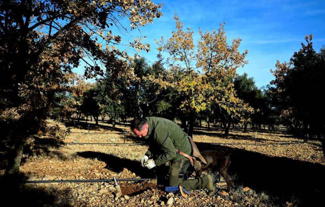 Jose Soriano left his job as a forest ranger to cultivate truffles full-time