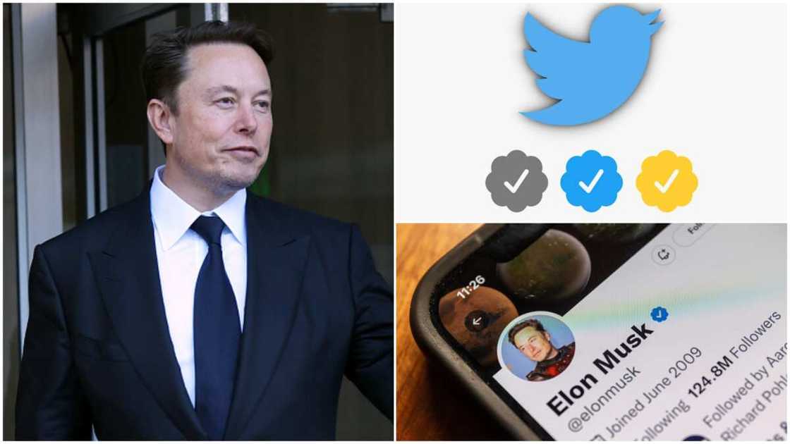 Elon Musk's Twitter/Verified badges