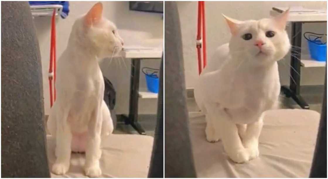 Photos of a cat that can dance.