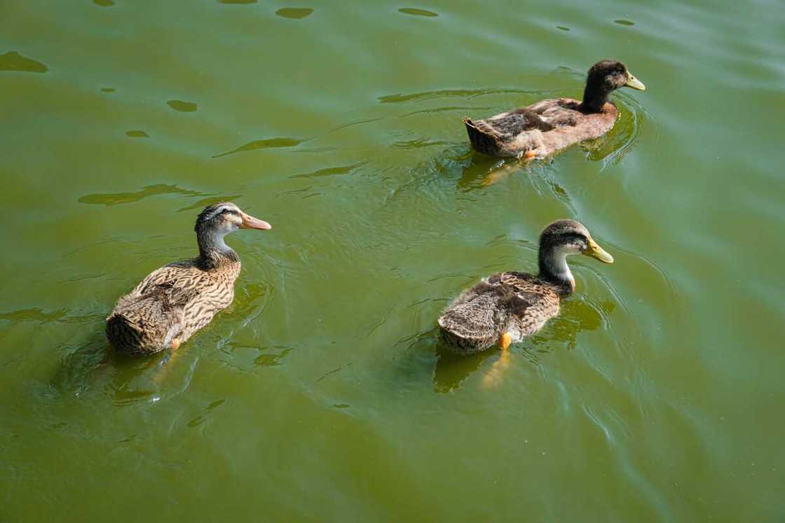 Duck pun names Duck pun names