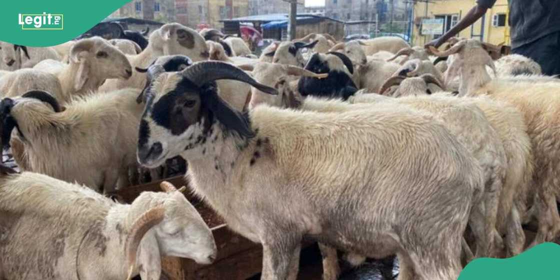 Rams are now expensive. Rams are now expensive.
