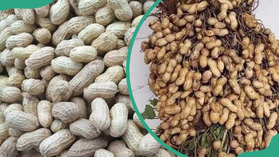 Groundnuts Groundnuts