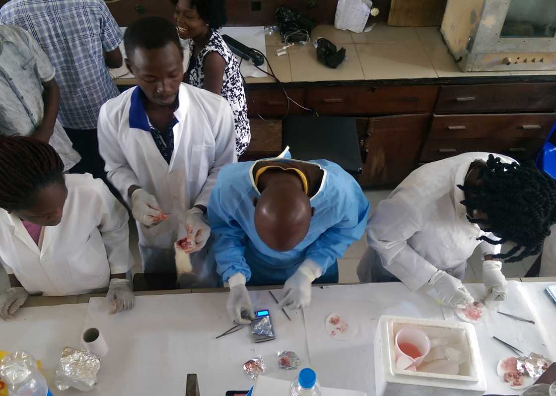 University students in a laboratory University students in a laboratory
