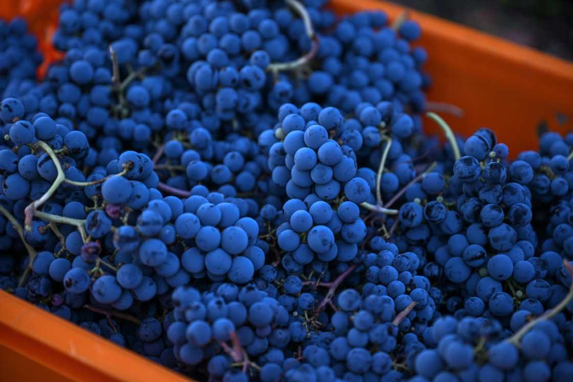 The Arcadia vineyards produce up to 150,000 bottles a year The Arcadia vineyards produce up to 150,000 bottles a year