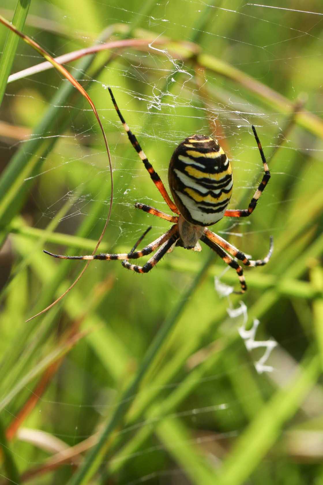 araignée mignonne