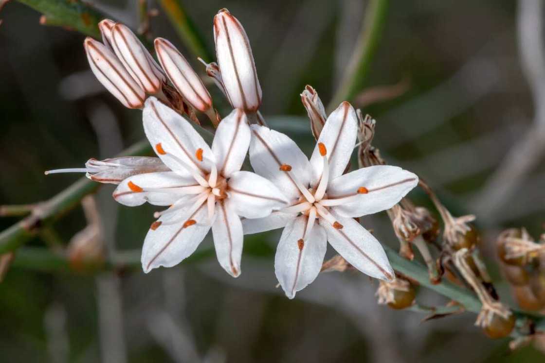 Close up view of the beautiful Asphodelus ramosus flower.