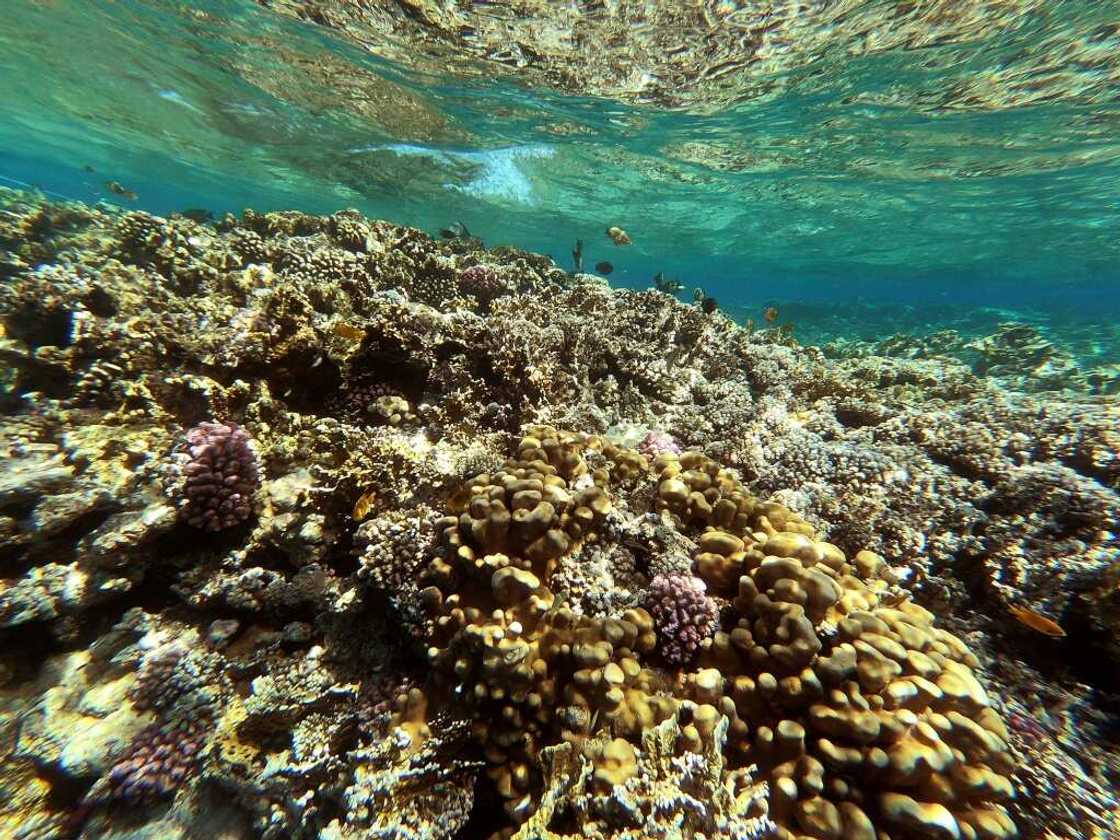 A coral reef near Egypt's Red Sea resort city of Sharm el-Sheikh -- questions have been raised about Egypt's climate and other environmental policies A coral reef near Egypt's Red Sea resort city of Sharm el-Sheikh -- questions have been raised about Egypt's climate and other environmental policies