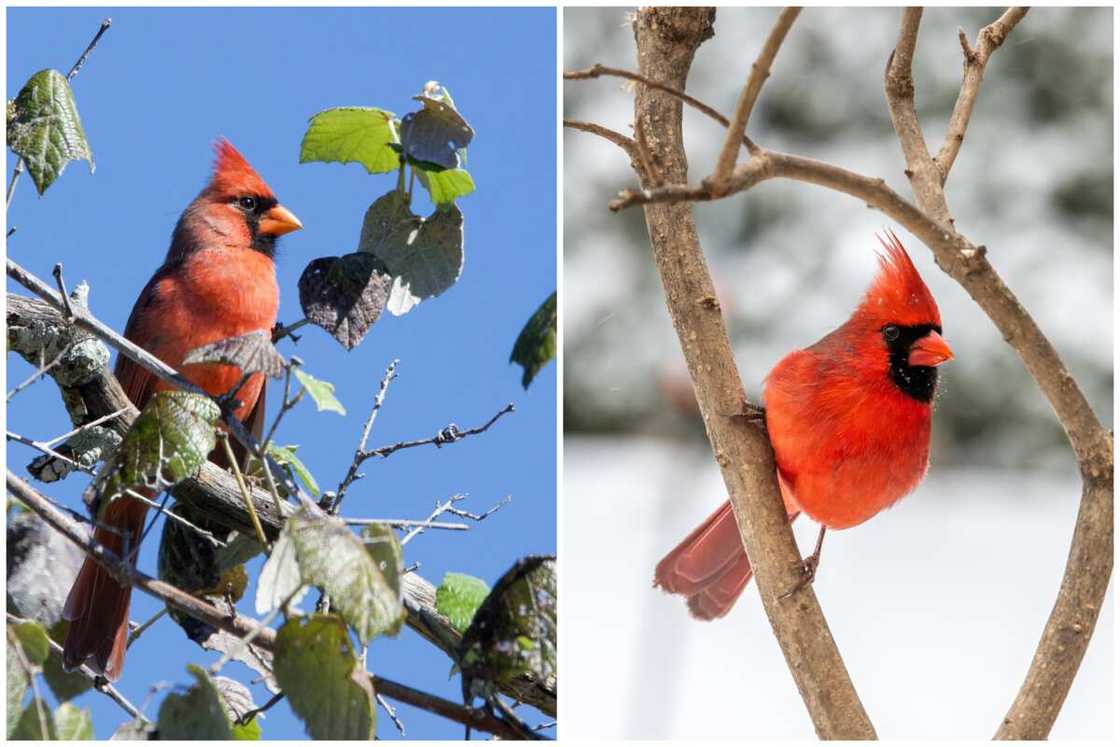 What do cardinals mean
