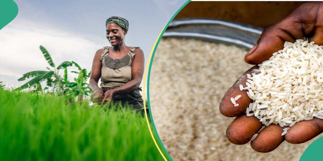 Cost of rice to further increase by 32% due to supply chain disruption, others Cost of rice to further increase by 32% due to supply chain disruption, others
