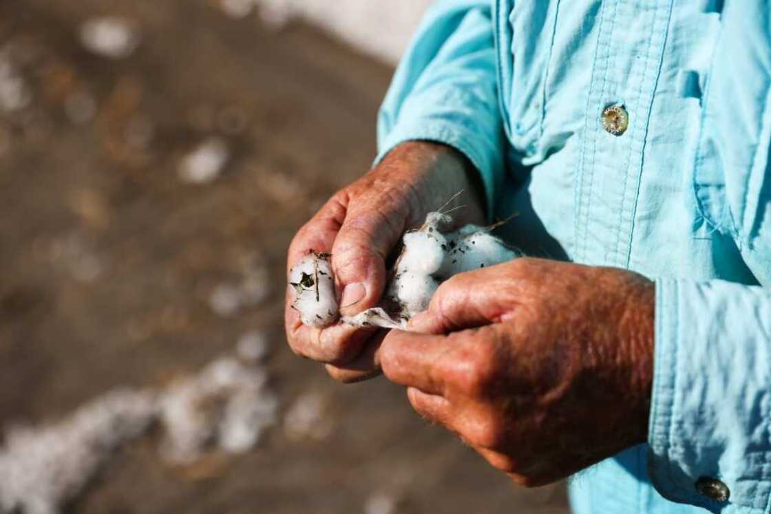 Fourth-generation farmer Steve Patman holds cotton while his staff harvests the crop from a 140 acre field in Ellis County, near Waxahatchie, Texas, on September 19, 2022 Fourth-generation farmer Steve Patman holds cotton while his staff harvests the crop from a 140 acre field in Ellis County, near Waxahatchie, Texas, on September 19, 2022
