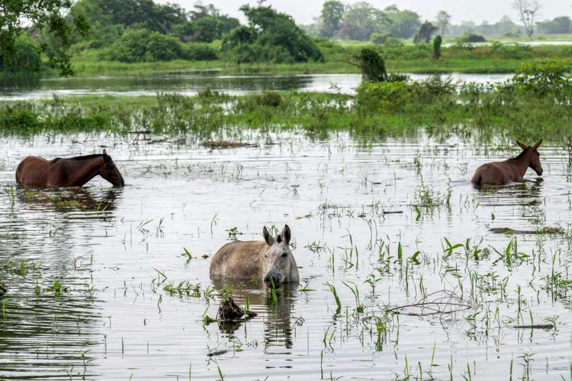 Horses are seen in a flooded area after the Cauca River overflowed Horses are seen in a flooded area after the Cauca River overflowed
