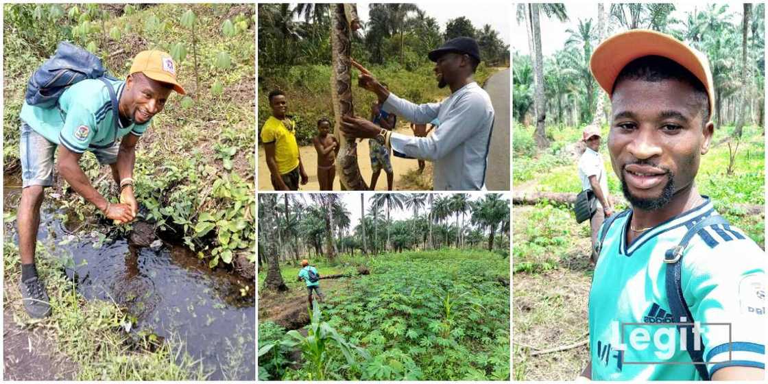 Nigerian graduate becomes a full time farmer, says he wants to contribute to the country's food produce Nigerian graduate becomes a full time farmer, says he wants to contribute to the country's food produce
