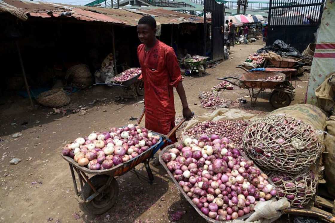 BREAKING: Northern Onion Marketers to Stop Supply to Southern Nigeria BREAKING: Northern Onion Marketers to Stop Supply to Southern Nigeria