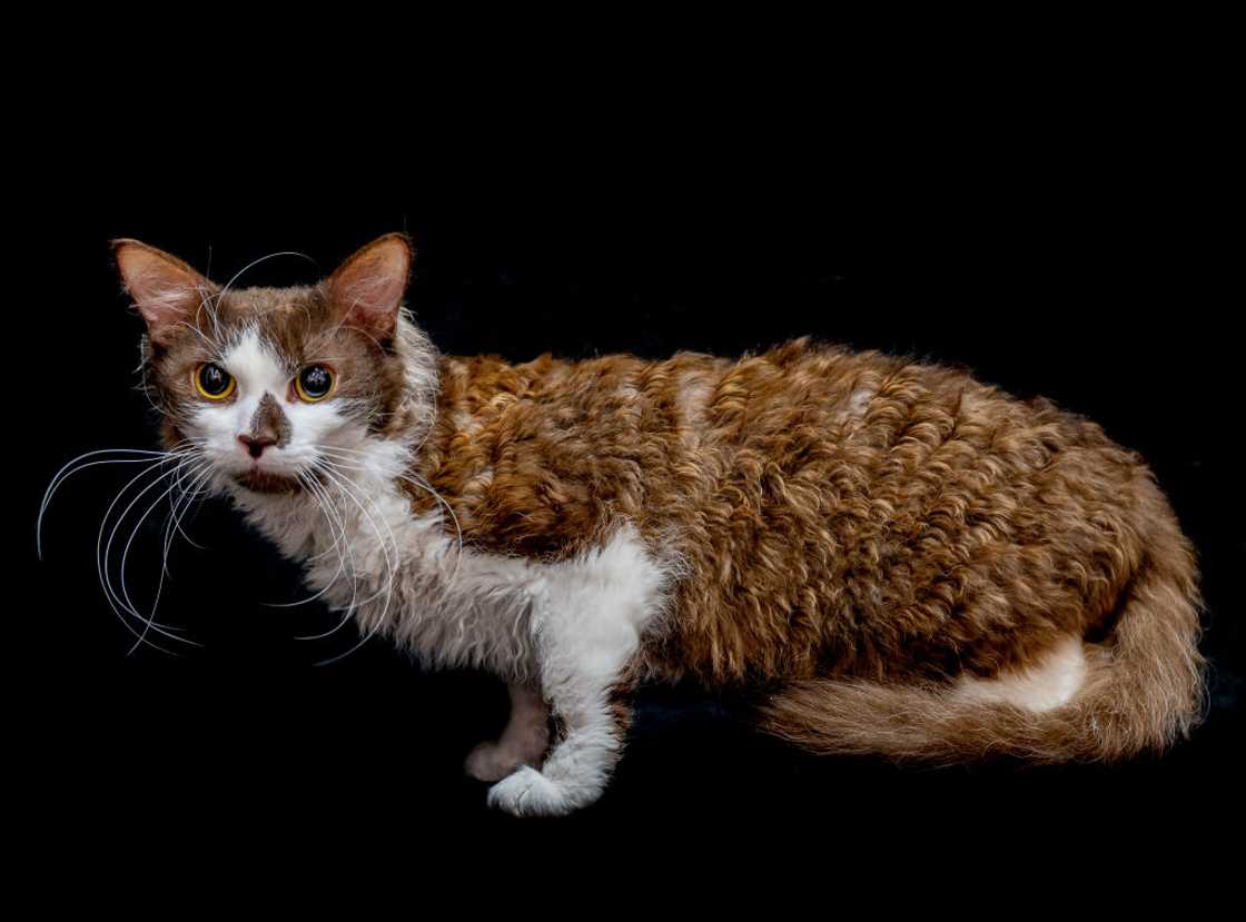 LaPerm cat during the GCCF Manchester Championship Cat Show at the George H Carnall Leisure Centre.