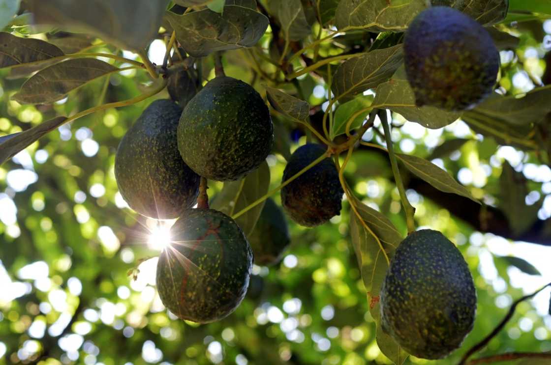 Mexican avocado shipments are worth more than $3 billion a year