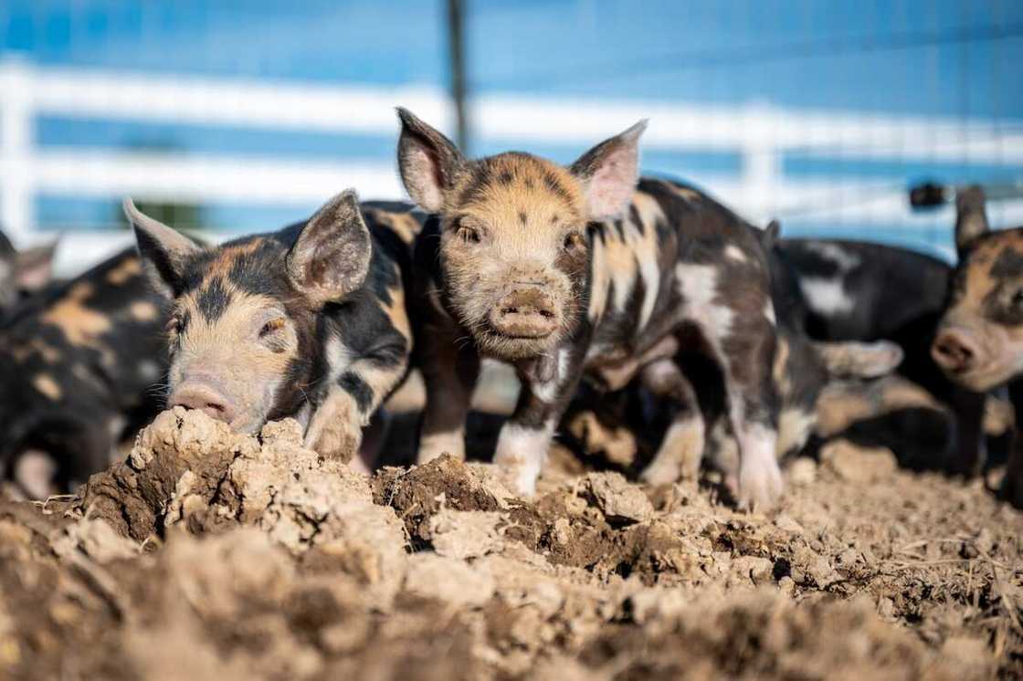 Unique pig names