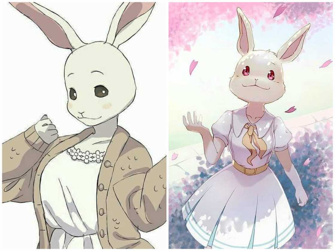 Haru de Beastars Haru de Beastars