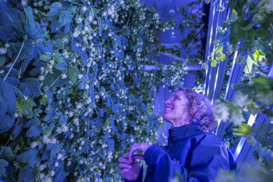 Trials have consistently shown Ekonoke's indoor hops contain 'more alpha acids per kilogram' than those in the field, says Saez Trials have consistently shown Ekonoke's indoor hops contain 'more alpha acids per kilogram' than those in the field, says Saez