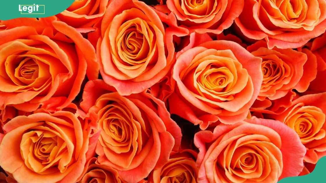A bunch of orange roses A bunch of orange roses