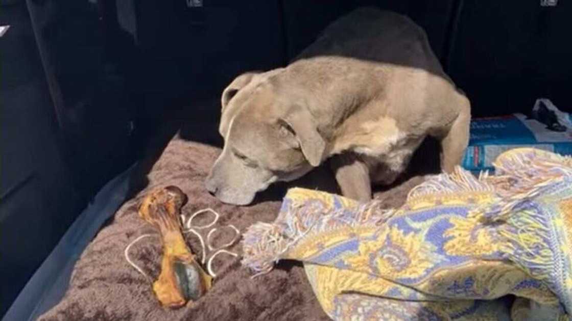 A beautiful dog named Zoey which went missing in 2010 has been found alive 12 years after. A beautiful dog named Zoey which went missing in 2010 has been found alive 12 years after.