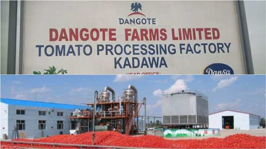 Katafaren kamfanin sarrafa tumatir na Dangote dake jahar Kano ya fara aiki Katafaren kamfanin sarrafa tumatir na Dangote dake jahar Kano ya fara aiki