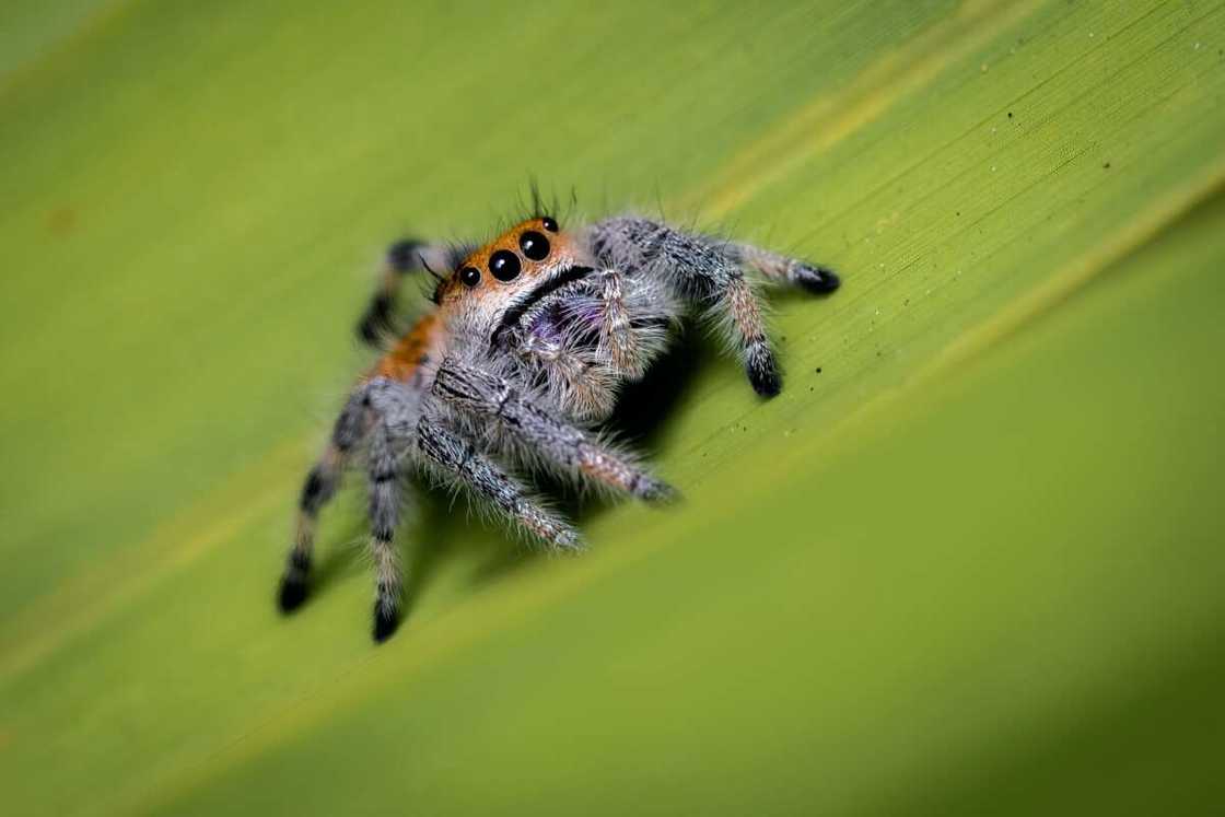 araignée mignonne