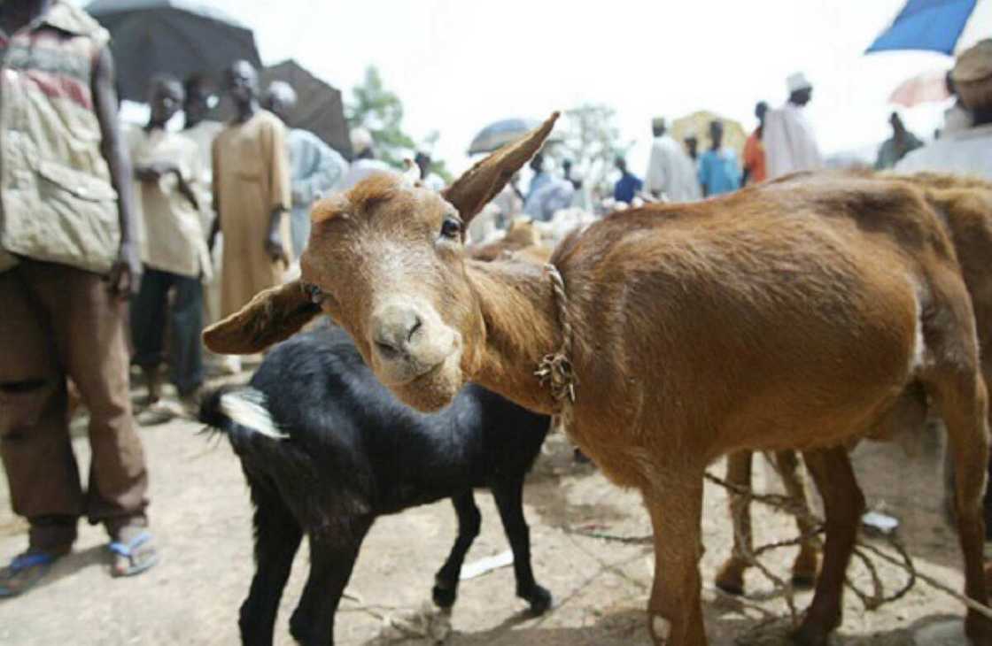 Satar Akuya Satar Akuya