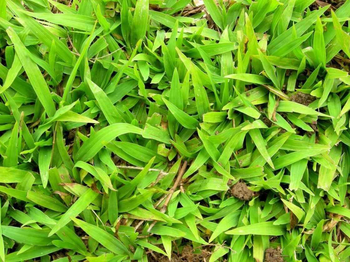 Axonopus compressus Axonopus compressus