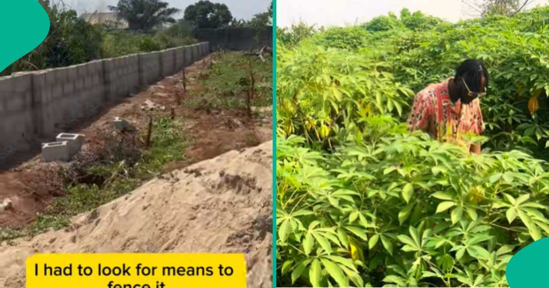 Fencing farmland/Planting in Nigeria