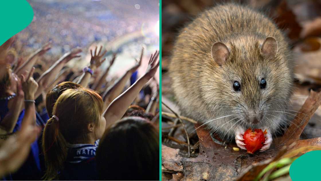 World Cup 2026 highlights safe travel measures amid hantavirus fears. World Cup 2026 highlights safe travel measures amid hantavirus fears.