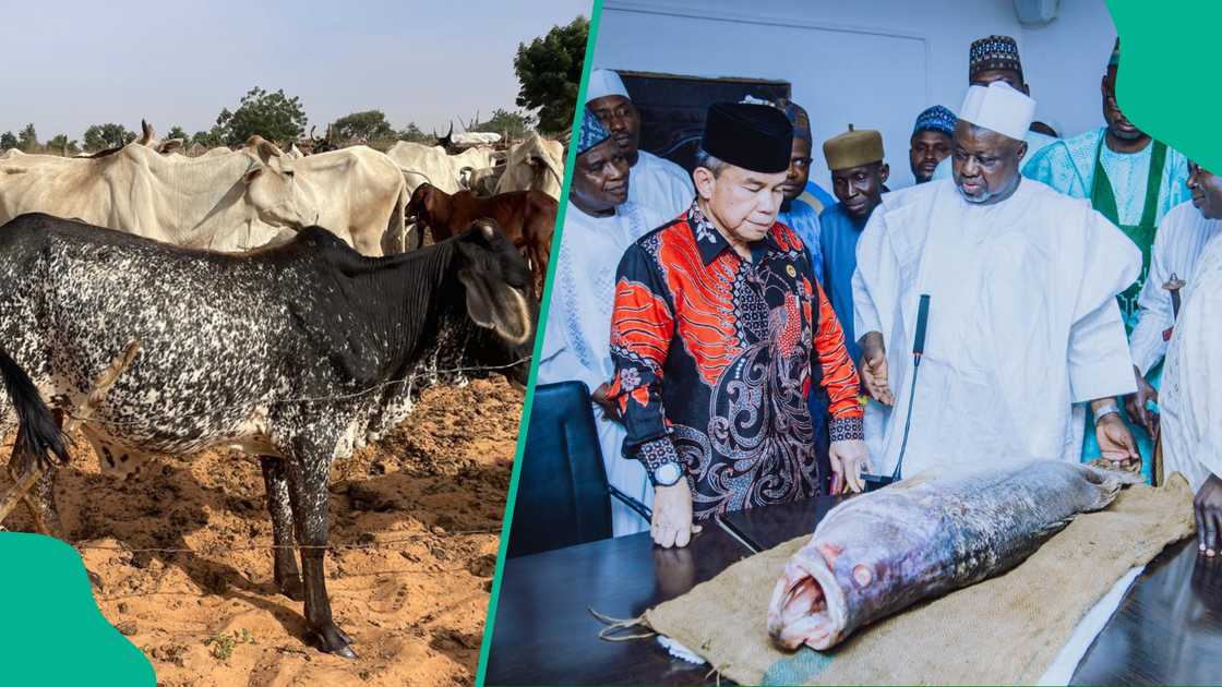 Gwamnatin Indonesiya ta yi magana yayin da ta kai ziyara zuwa jihar Kebbi Gwamnatin Indonesiya ta yi magana yayin da ta kai ziyara zuwa jihar Kebbi